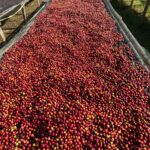 Tariku Coffee Farm Cherry Beans