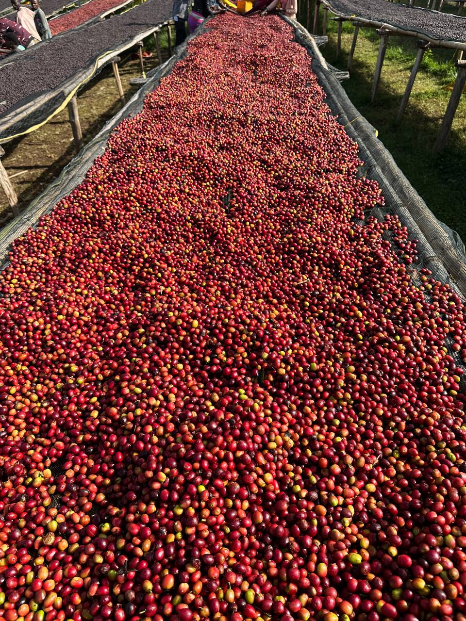 Tariku Coffee Farm Cherry Beans